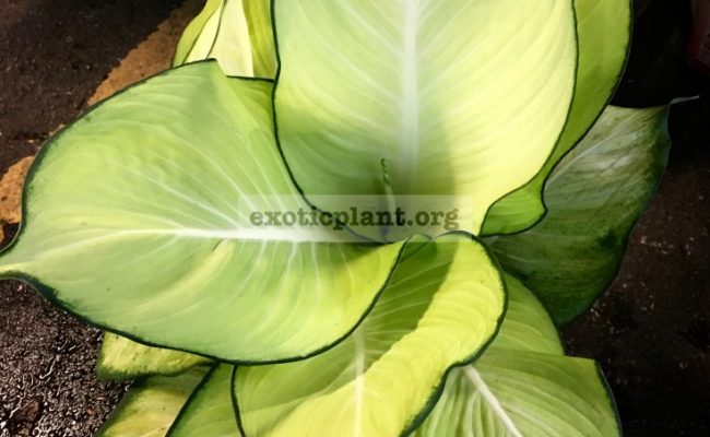 Dieffenbachia-Full-Moon-25