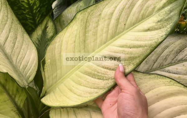 Dieffenbachia Lemonade / диффенбахия Лемонад 40