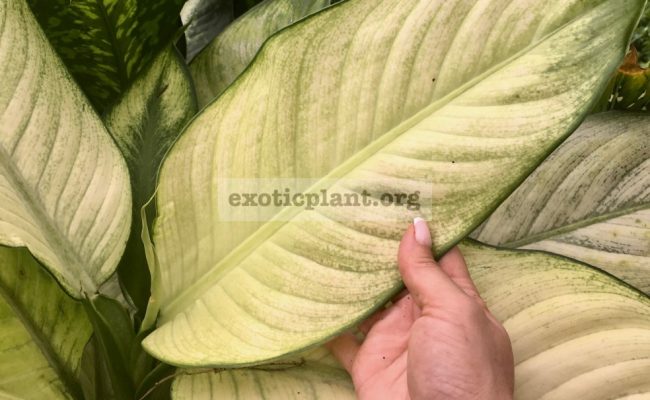 Dieffenbachia-Lemonade-25