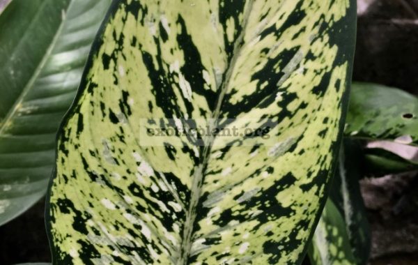 Dieffenbachia Mojito / диффенбахия Мохито 25