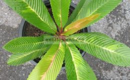 Dillenia-indica-variegata-70