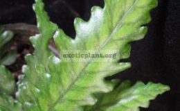 Diplazium-sp.T01-Philippine-20
