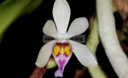 Diploprora-truncata