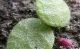 Dischidia-hirsuta-Hat-Yai6971-1