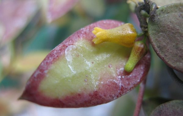 Dischidia-hirsutayellow-flower386-600