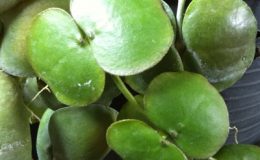 Dischidia-imbricatawax-leaf814-350