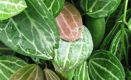Dischidia-ovata
