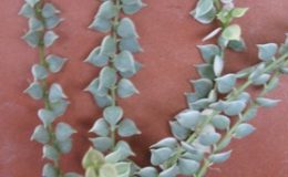 Dischidia-ruscifolia-Million-Heart-variegated-12