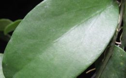 Dischidia-sp-7197191-1