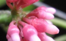 Dischidia-sp-796796-650