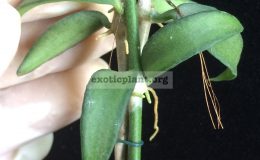 Dischidia-sp.809809