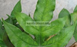 Doryopteris-ludens-variegata