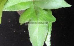 Doryopteris-ludensMalaysiasterile-leaf-