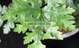 Doryopteris-sp.T01-