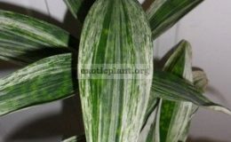 Dracaena-Godseffiana-Snow-Flake-350-800-1