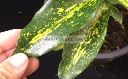 Dracaena-Indonesia-Tracker-40-