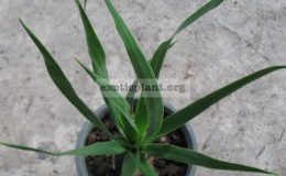 Dracaena-dago1-1