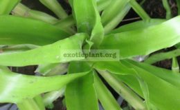 Dracaena-loureiriwide-leaf-20-
