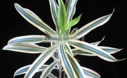 Dracaena-reflexa-Song-of-India1-1-