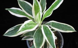 Dracaena-sp-T02-albomarginata1-1