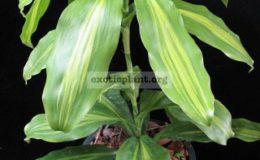 Dracaena-sp-T03Chumporn1-1