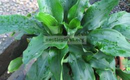 Dracaena-sp-T04-compact-800-