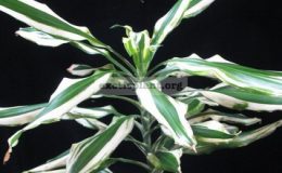 Dracaena-sp-T06variegated-1700