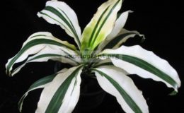 Dracaena-sp-T07variegated-1800