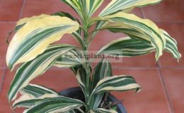 Dracaena-sp-T09-variegated1-1-
