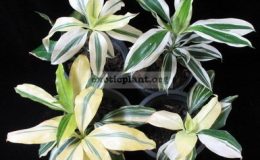 Dracaena-sp-groupvariegated