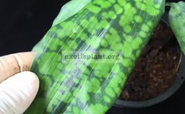 Dracaena-sp.T12-NST-40-