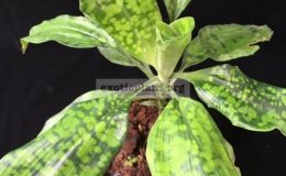 Dracaena-sp.T12-NST-40
