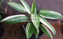 Draceana-thalioides-variegata-1900