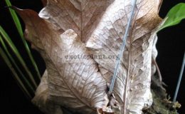 Drynaria-bonii-Burma-