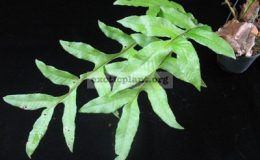 Drynaria-bonii-Burma-1-1