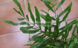 Drynaria-rigidulaBurma