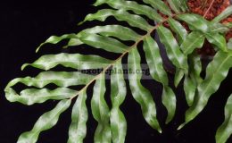 Drynaria-sp.T02-30
