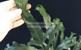 Drynaria-sp.T05-Crested-Philippines-35-