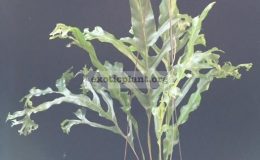 Drynaria-sp.T05-Crested-Philippines-35