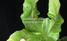 Drynaria-sp.T06-white-variegated-50-