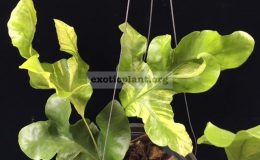 Drynaria-sp.T06-white-variegated-50