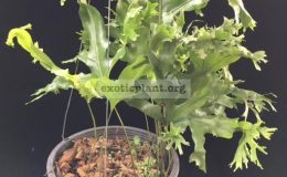 Drynaria-sp.T08-Hawaii-Crown-35