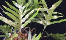 Drynaria-sp.T09-Black-vein-30