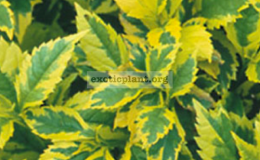 Duranta-erecta-Golden-Edge