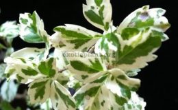 Duranta-erecta-Snow-Flurry