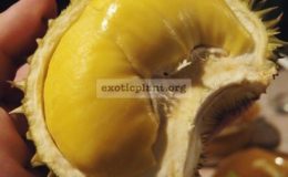 Durio-zibethinus-Lonk-Lublae-grafted-45-the-best-in-Thailand