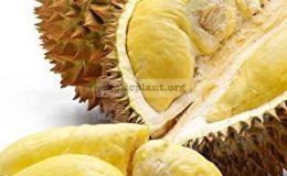 Durio-zibethinus-Mon-Thong’