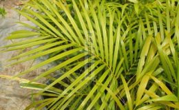 Dypsislutescens1_1-vi-e1458244304846