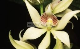 Encyclia-fragrans