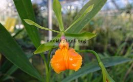 Epidendrum-pseudoepidendrum